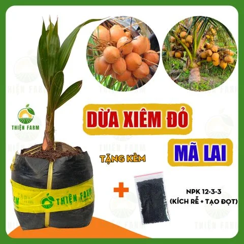 Cây DỪA XIÊM ĐỎ MÃI LAI nhiều nước ngọt mát, cao 55cm - TF125