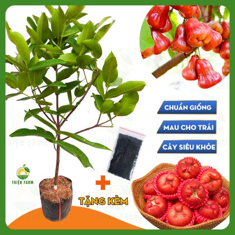 Cây MẬN ĐỎ AN PHƯỚC giòn ngọt không hạt, cao 90cm - TF111