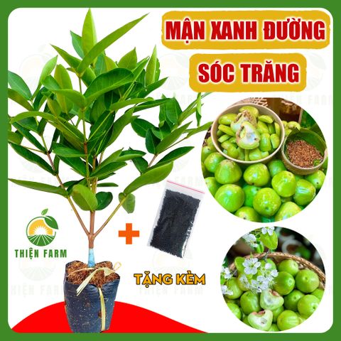 Cây MẬN XANH ĐƯỜNG Sóc Trăng giòn ngọt đậm ít hạt, cao 90cm - TF112