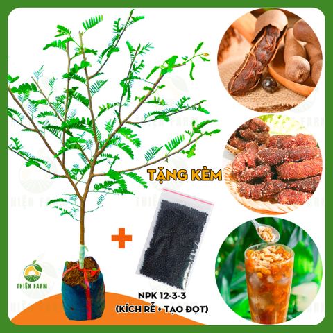 Cây ME THÁI vị ngọt lịm thịt mềm thơm, cao 70cm - TF137
