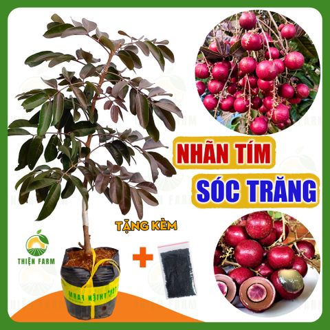 Cây NHÃN LONG TÍM quà tím vị ngọt thơm lừng, cao 60cm - TF133