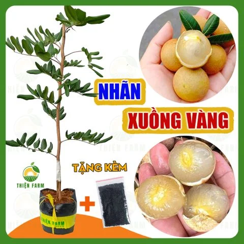 Cây NHÃN XUỒNG VÀNG quà to cơm dày ngọt đậm, cao 60cm - TF132
