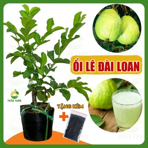 Cây ỔI LÊ ĐÀI LOAN quả to giòn ngọt đậm, cao 40-60cm - TF119