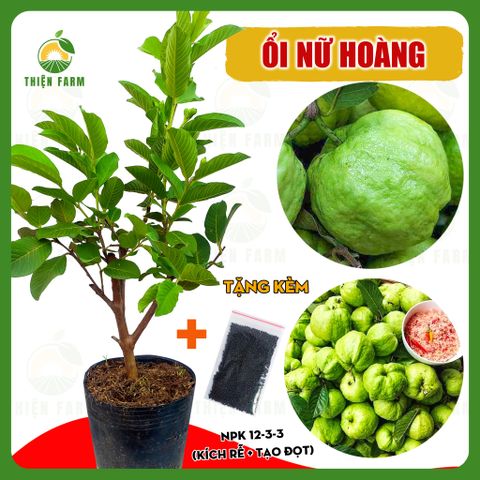 Cây ỔI NỮ HOÀNG quả giòn ngọt đậm ít hạt, cao 70cm - TF118