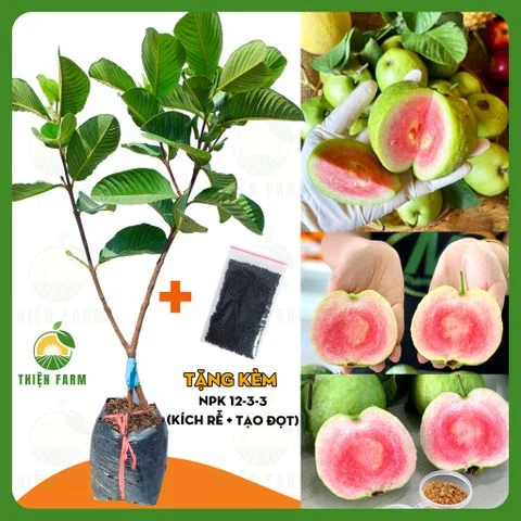 Cây ỔI RUBY thịt hồng vị giòn ngọt, cao 90cm - TF120