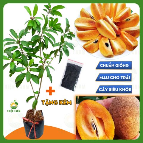 Cây SAPOCHE CẦN THƠ quả ngọt đậm thơm ngon, cao 90cm - TF122