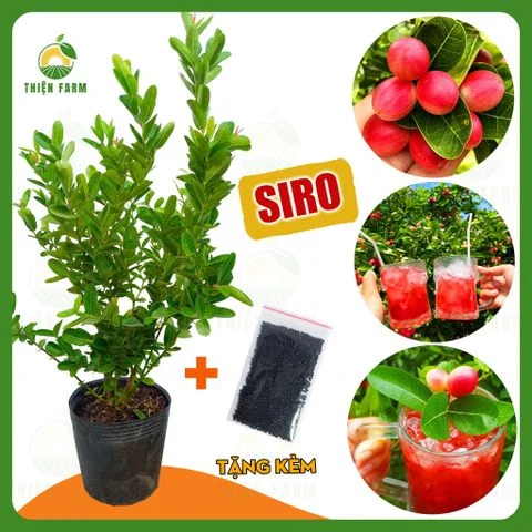 Cây SIRO quả chua ngọt thơm mát, cao 55cm - TF141