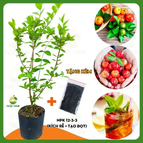 Cây SƠ RI VIỆT vị chua ngọt tuổi thơ, cao 60cm - TF136