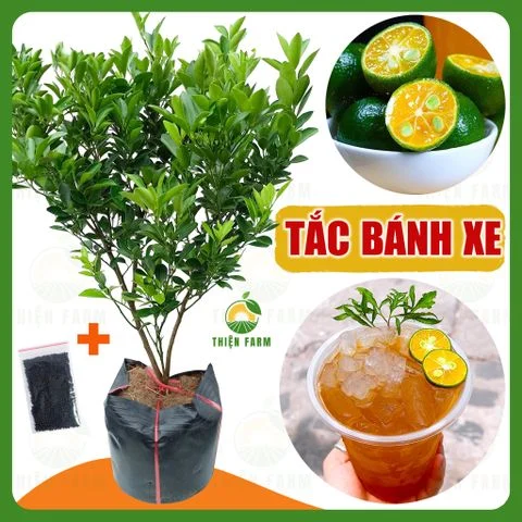 Cây TẮC BÁNH XE quả to, vị chua thơm mát, cao 55-85cm - TF116