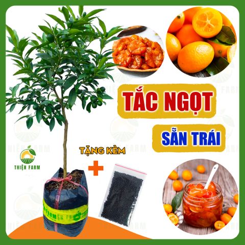 Cây TẮC THÁI NGỌT sẵn trái giòn ngọt cả vỏ, cao 60cm - TF117