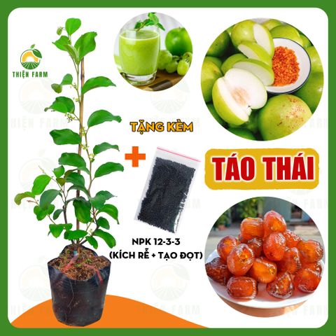 Cây TÁO THÁI quả giòn ngọt mọng nước, cao 60cm - TF129