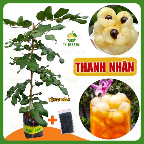 Cây THANH NHÃN quả to cơm dày hạt nhỏ ngọt thanh, cao 60cm - TF134