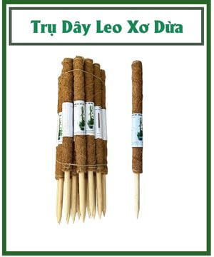 Trụ Dây Leo Xơ Dừa – Trợ Thủ Cho Cây Kiểng Lá Leo Cao, Lá To