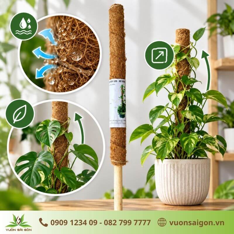 Trụ Dây Leo Xơ Dừa – Trợ Thủ Cho Cây Kiểng Lá Leo Cao, Lá To 3