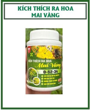 Kích Thích Ra Hoa Mai Vàng 0-52-34 An Bình – Nụ Nhiều, Hoa Đẹp Đúng Tết