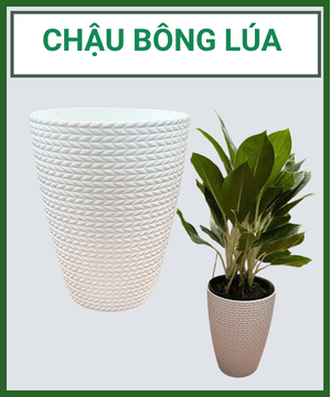 CHẬU NHỰA BÔNG LÚA – Chậu nhựa trồng cây