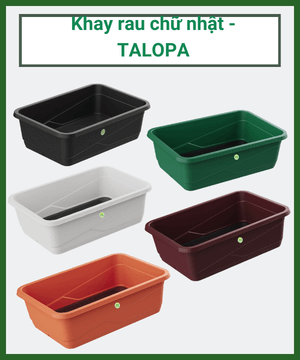 TLP- Khay rau chữ nhật nhỏ – TALOPA