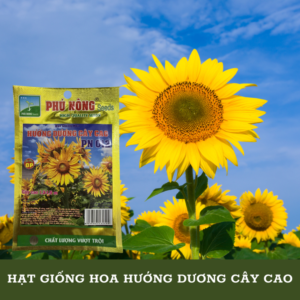 Hạt Giống Hoa Hướng Dương Cây Cao PN-012 2