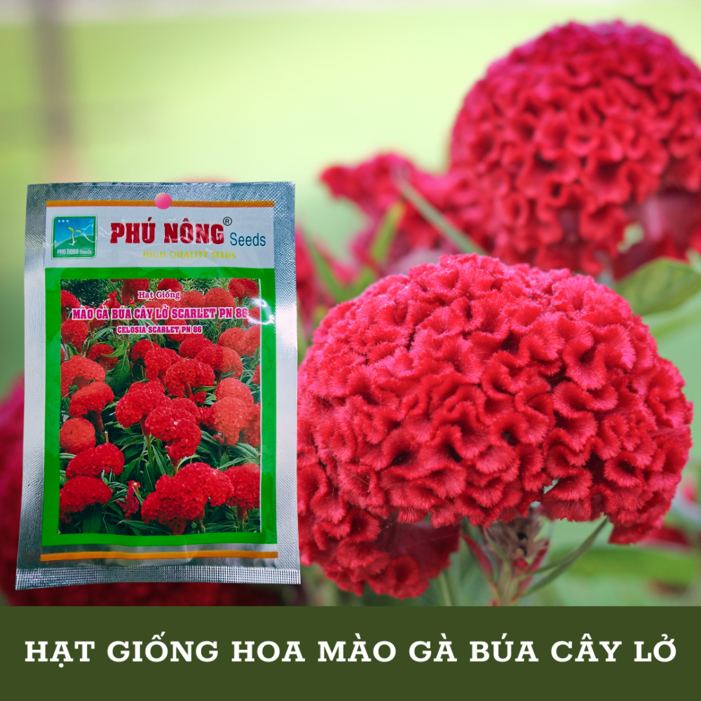 HẠT GIỐNG HOA MÀO GÀ BÚA CÂY LỞ 2