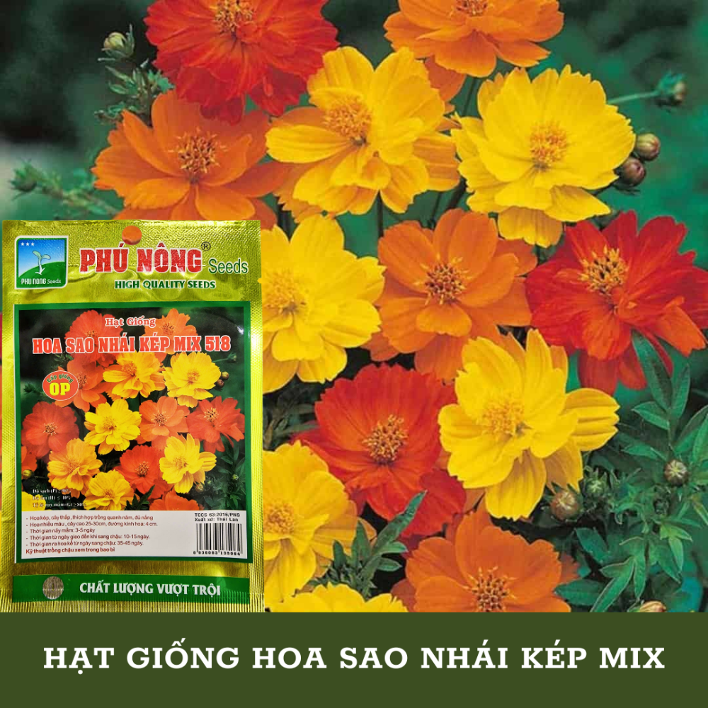 Hạt giống hoa sao nhái kép nhiều màu 518 2