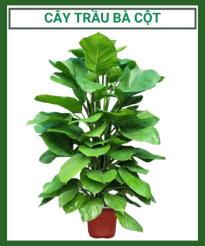 Cây Trầu Bà Cột
