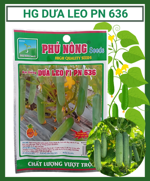 Hạt giống Dưa Leo PN 636