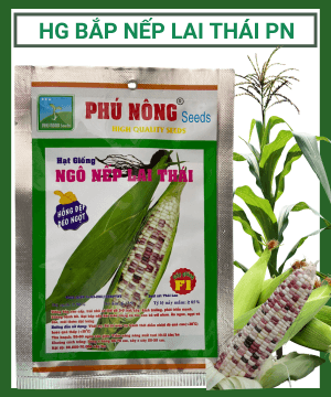 Hạt giống bắp (ngô) nếp lai thái Phú Nông