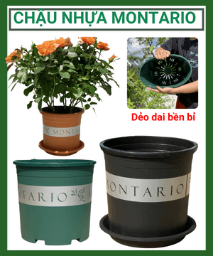 Chậu nhựa trồng cây Montario (Kèm đĩa lót)