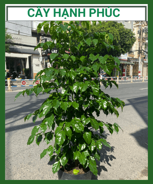 Cây Hạnh Phúc – Trang Trí Nội Thất (Cây cao 60-90cm)