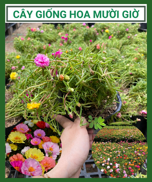 Cây Hoa Mười Giờ Mix màu, màu ngẫu nhiên