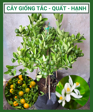 Cây giống tắc – quất – hạnh đang trái, dễ chăm cho trái quanh năm