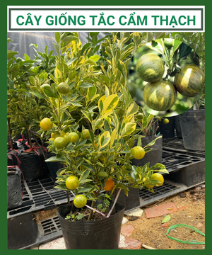 Cây Tắc Cẩm Thạch