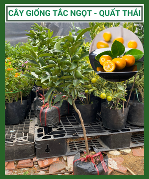 Cây Tắc Thái trái dài (Quất thái, tắc mỹ, tắc vỏ ngọt) vỏ ngọt, ruột vị chua chua