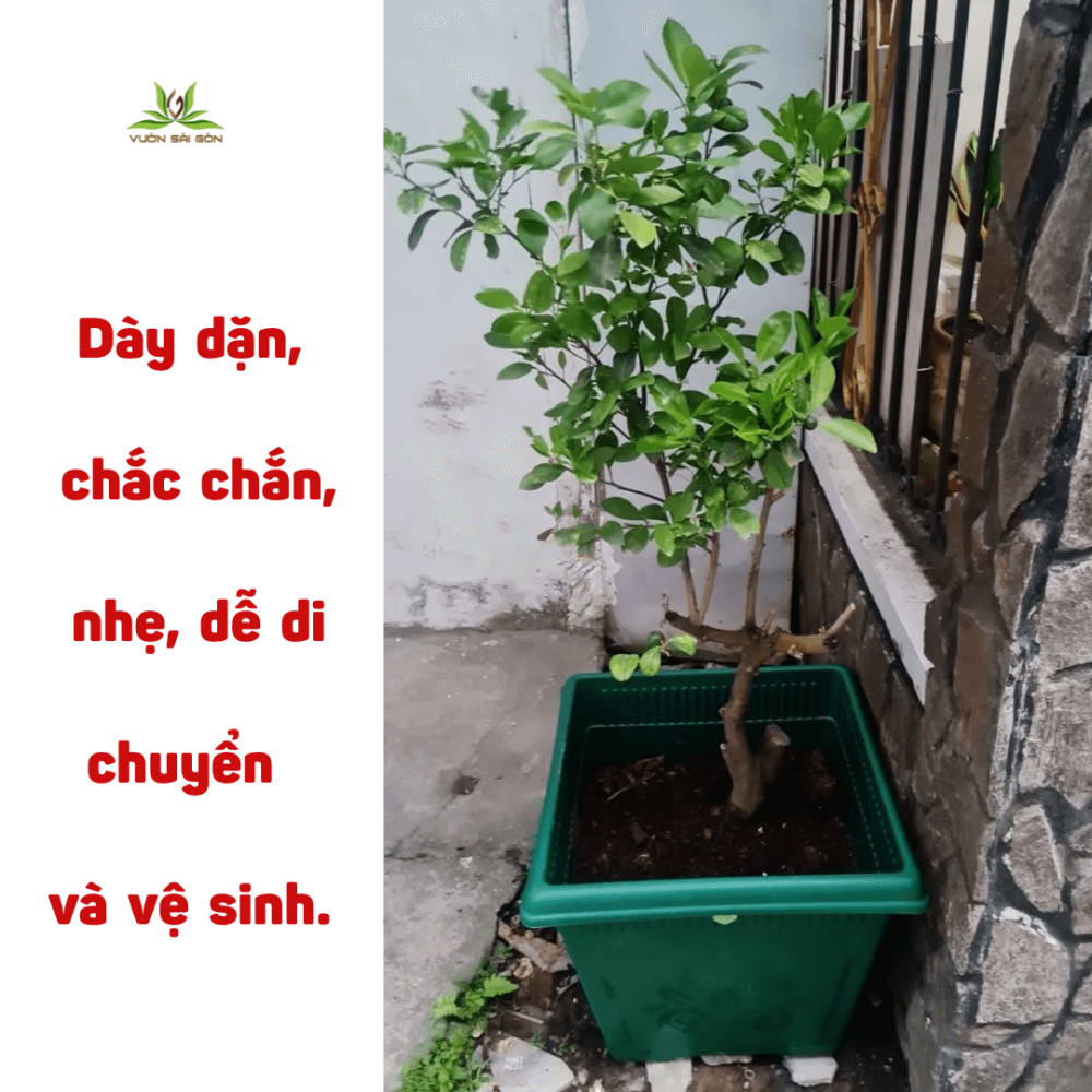 Thân Chậu Hoa Vuông TALOPA – Nhựa PP Cao Cấp, Đẹp Bền 3