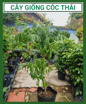Cây giống cóc Thái (cóc bao tử) – Cây khỏe