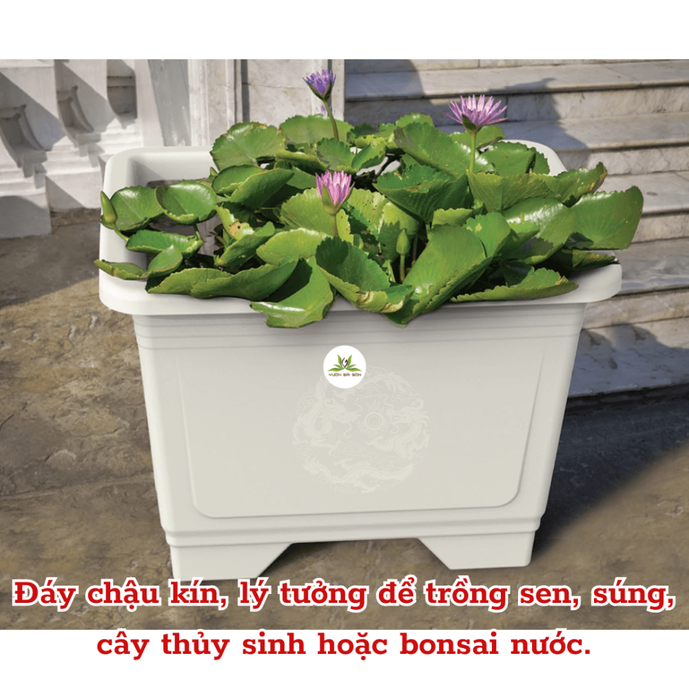 CHẬU CHỮ NHẬT CAO TALOPA – TRỒNG SEN, BONSAI SANG TRỌNG, BỀN ĐẸP 3