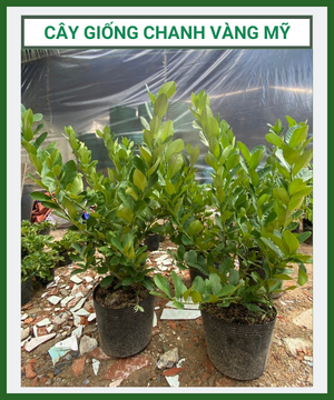 Cây giống chanh vàng Mỹ (chanh Tây) to khỏe, bầu rễ ổn định, sạch bệnh