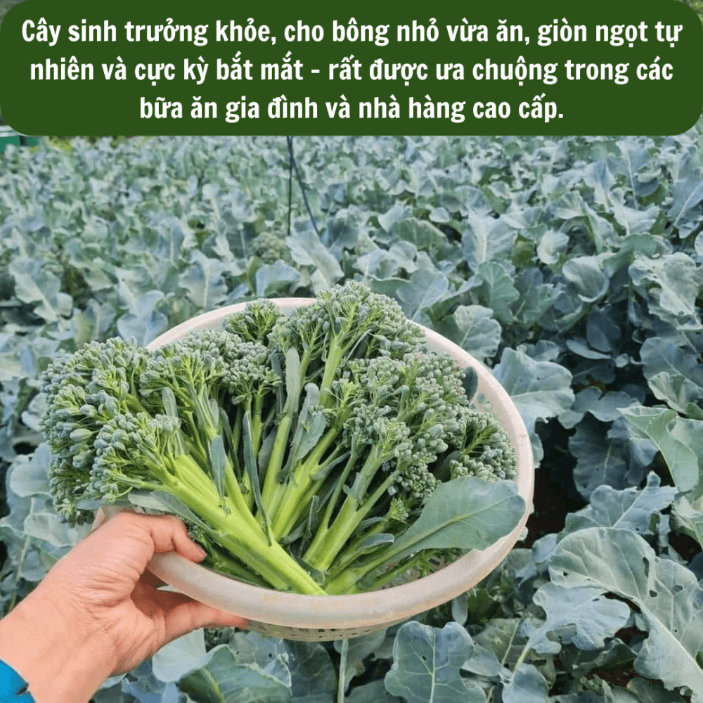 HẠT GIỐNG SÚP LƠ XANH BABY 1535 – NGON GIÒN, DỄ TRỒNG 3