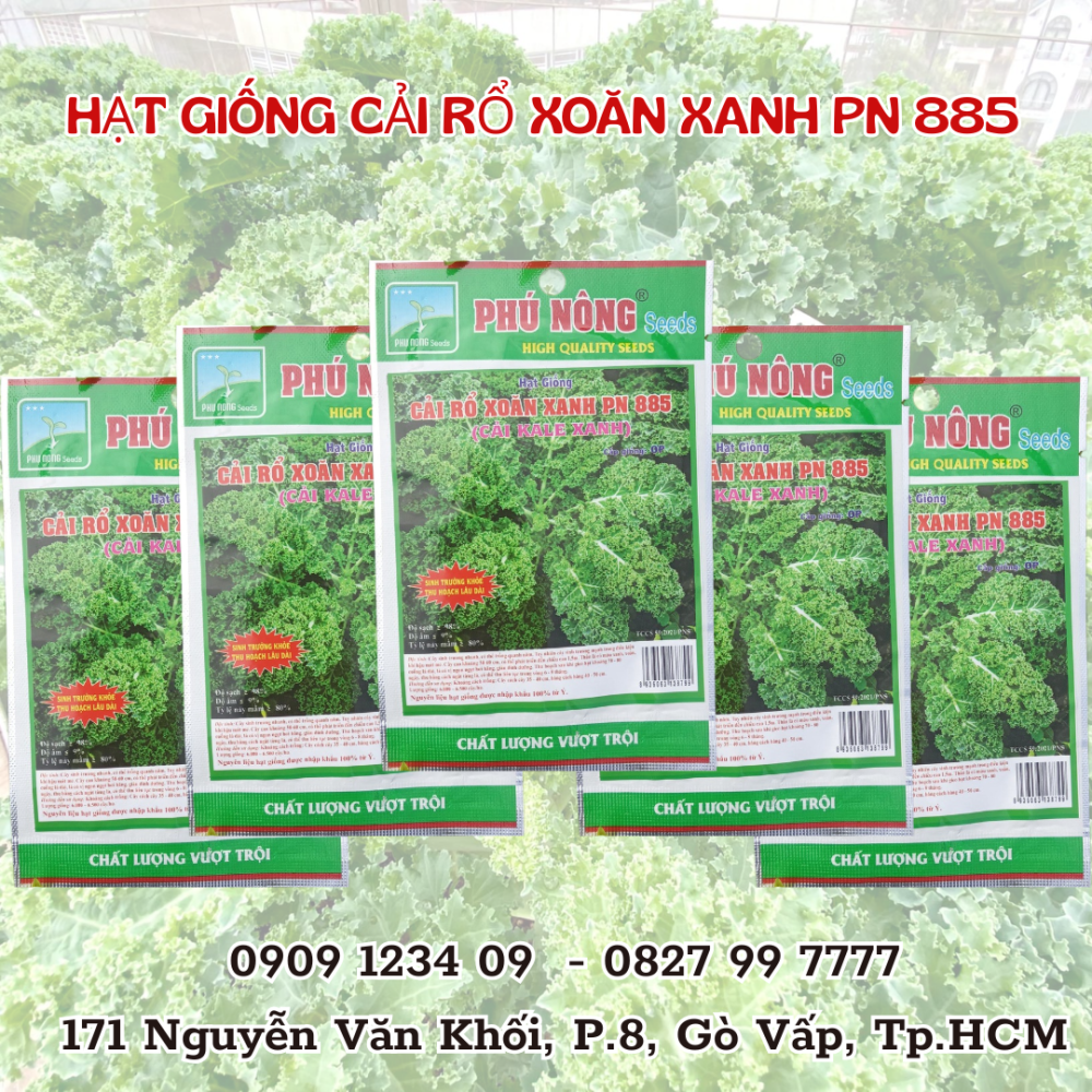 Hạt giống cải rổ xoăn xanh PN885 (kale) – Dễ trồng, ăn ngon, giàu dinh dưỡng 2