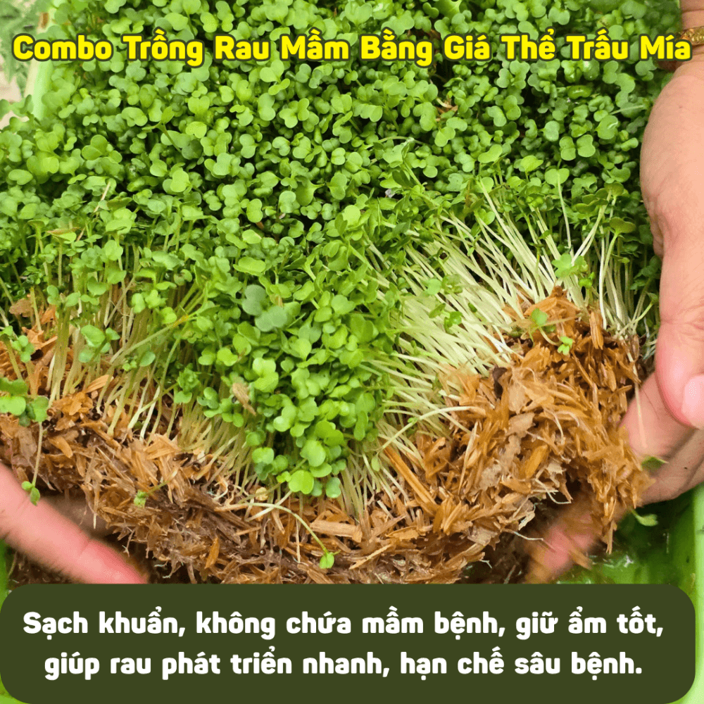 Combo Trồng Rau Mầm Bằng Giá Thể Trấu Mía – Rau Sạch Mỗi Ngày, Dễ Trồng Mọi Nơi 3