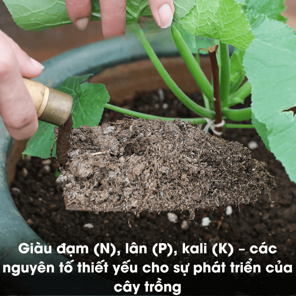Phân Bò Ép Bánh Orgamix – Đã xử lý, không hôi, 100% hữu cơ 3