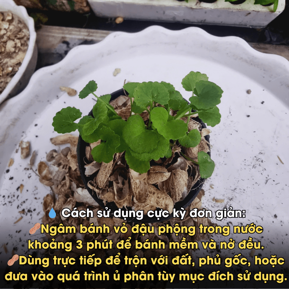 Vỏ Đậu Phộng Ép Bánh Orgamix – Giá Thể Hữu Cơ Từ Thiên Nhiên, Giàu Đạm, Tơi Xốp Đất 3