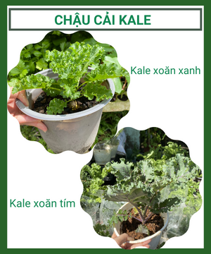Chậu cải kale xoăn xanh – kale xoăn tím