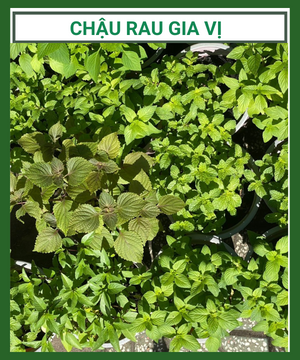 Chậu rau gia vị các loại