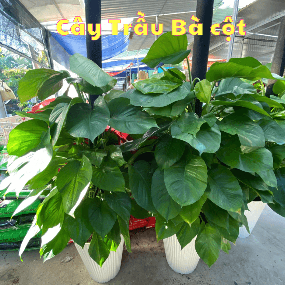 Cây Trầu Bà Cột 2