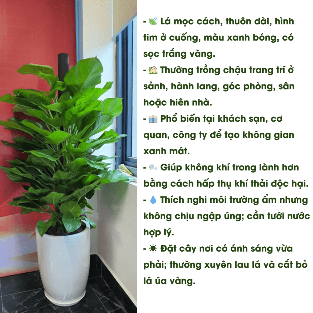 Cây Trầu Bà Cột 3