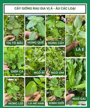 Cây con, cây giống các loại rau gia vị Á – Âu