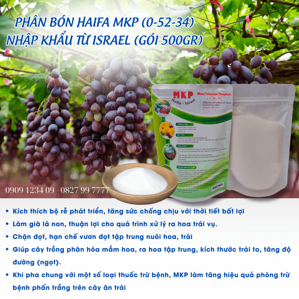 Phân Bón MKP (0-52-34) – Israel (Gói 500gr) kích mầm, kích hoa, dưỡng trái 3
