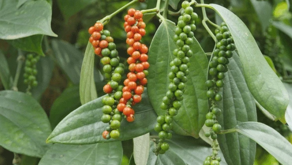 Cây giống tiêu cao sản siêu trái 2