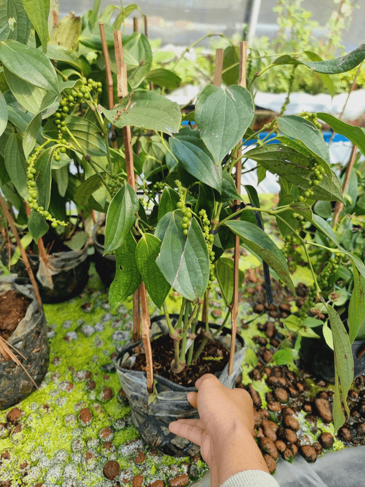 Cây giống tiêu cao sản siêu trái 3